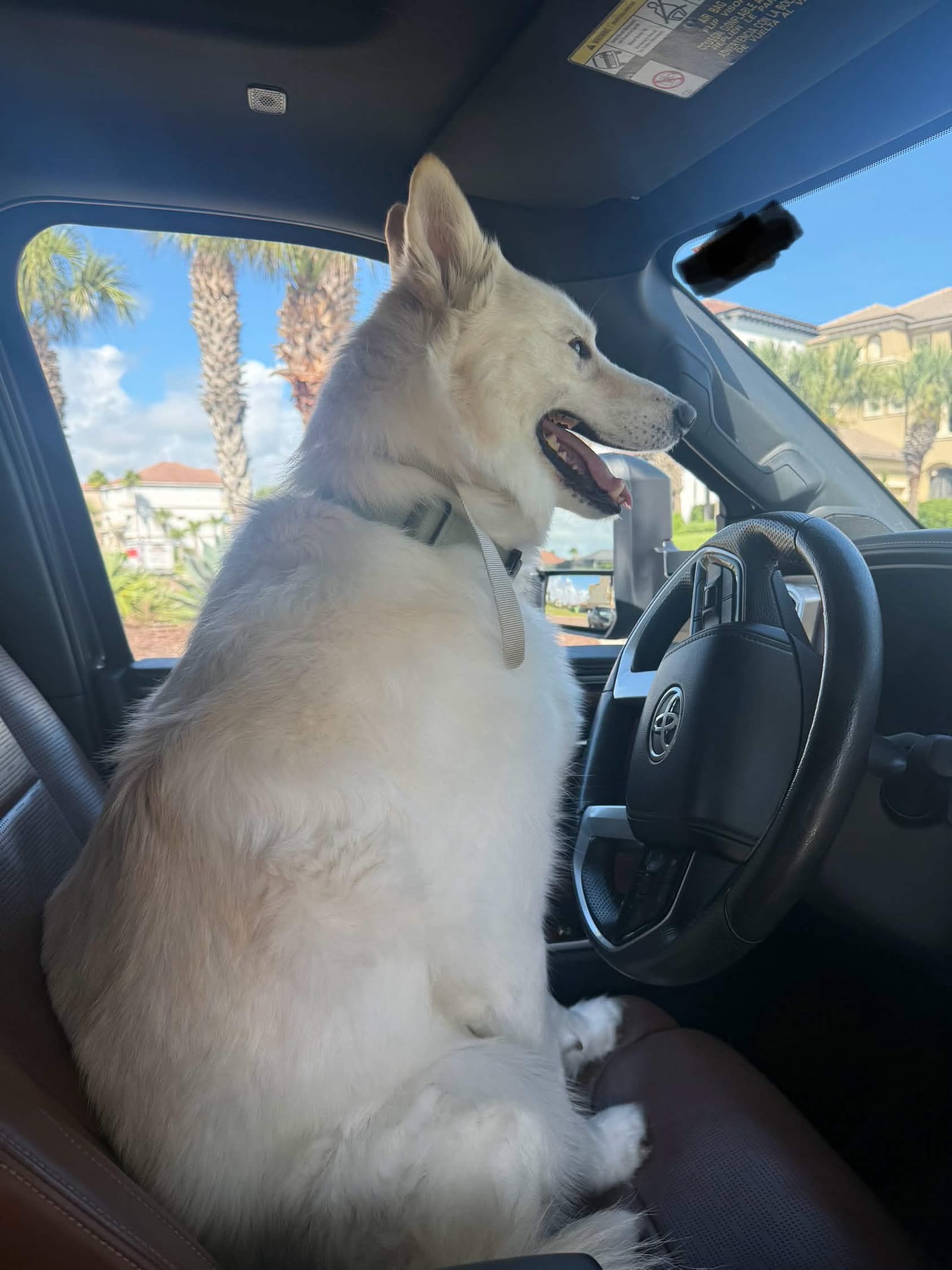 Nordic, First Coast Roofing's company dog