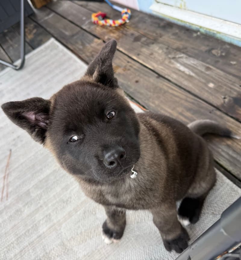 Ptarmigan, First Coast Roofing's puppy, looking up at the camera